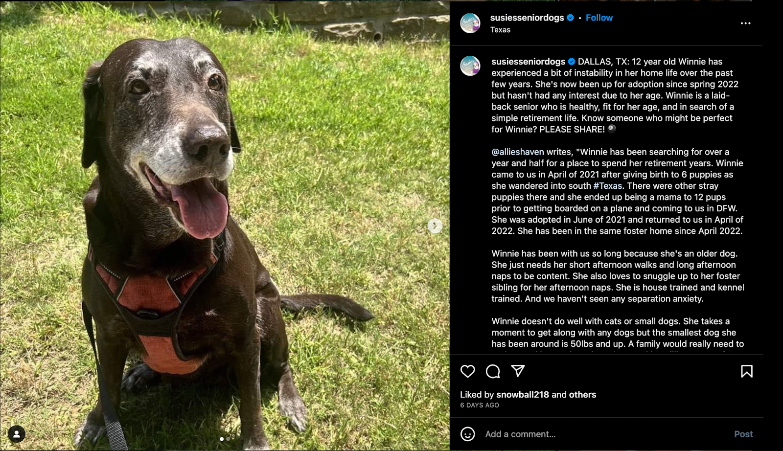 Susie Senior Dogs Insta post featuring a dog